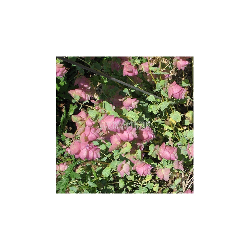 Origan 'Kent Beauty'