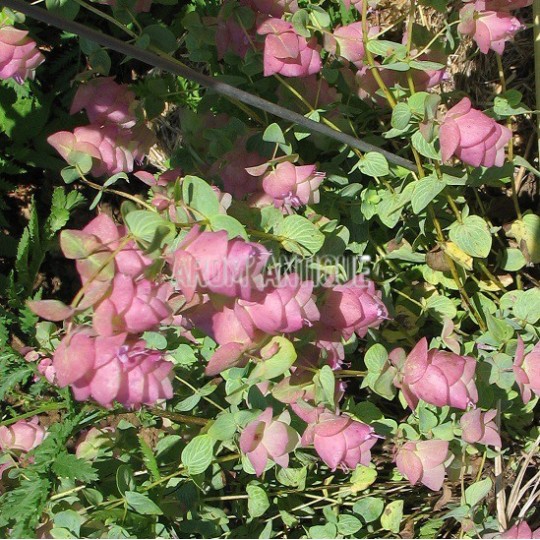 Origan 'Kent Beauty'