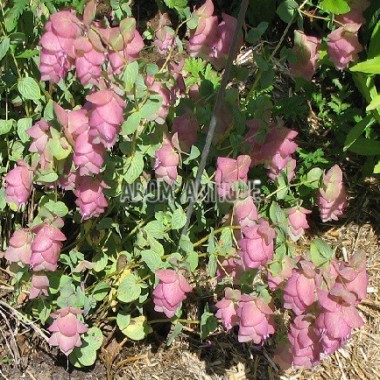 Origan 'Kent Beauty' 2