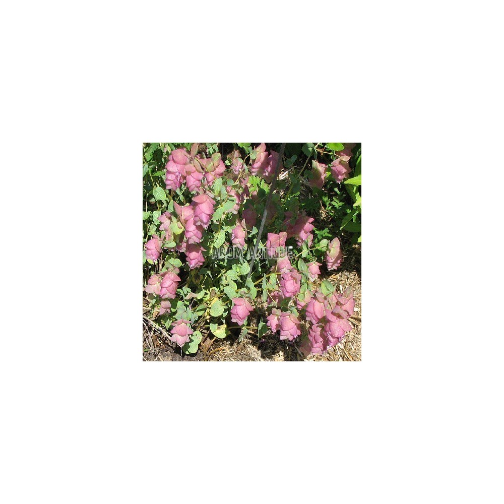 Origan 'Kent Beauty'