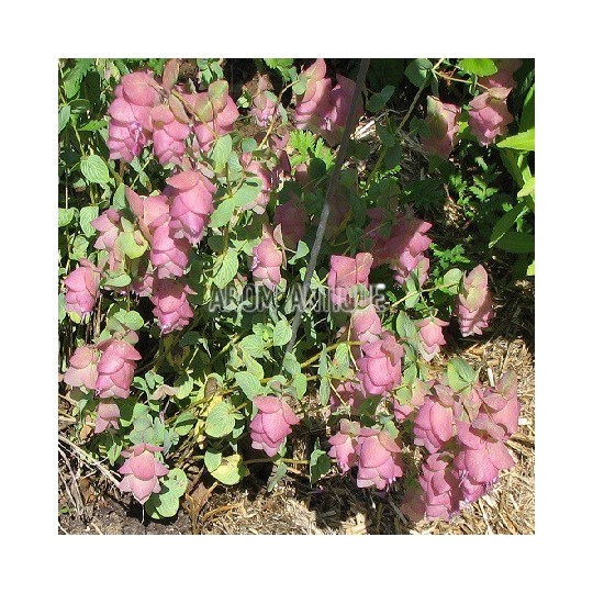 Origan 'Kent Beauty'