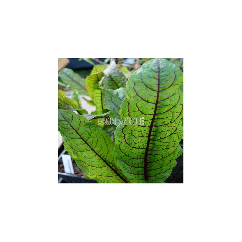 Oseille sanguine