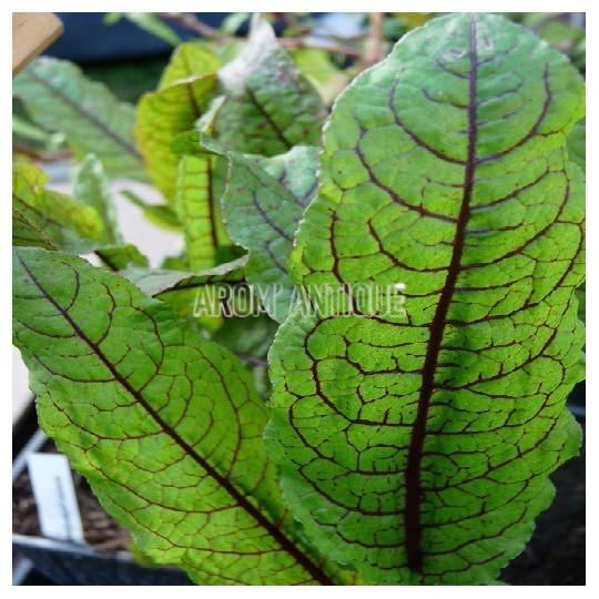 Oseille sanguine