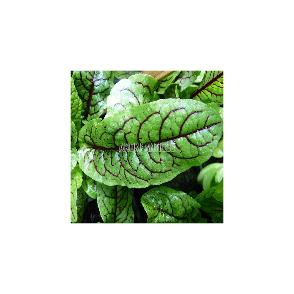 Oseille sanguine
