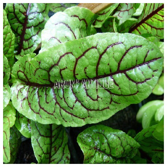 Oseille sanguine
