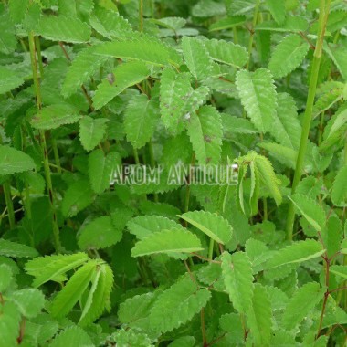 Pimprenelle officinale