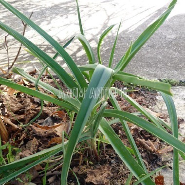 Poireau sauvage (Allium polyanthum) - Secrets des Roches