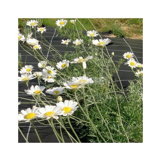Pyrèthre de Dalmatie, Tanacetum cinerariifolium, Arom'antique. — free download