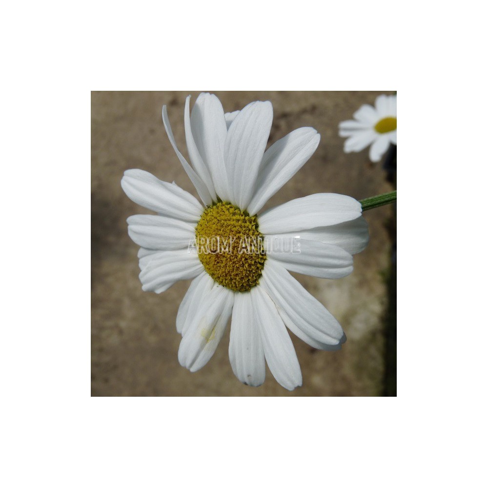 Pyrèthre de Dalmatie, Tanacetum cinerariifolium, Arom'antique. — free download