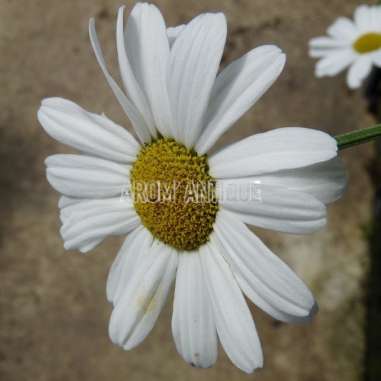 Pyrèthre de Dalmatie, Tanacetum cinerariifolium, Arom'antique. — free download