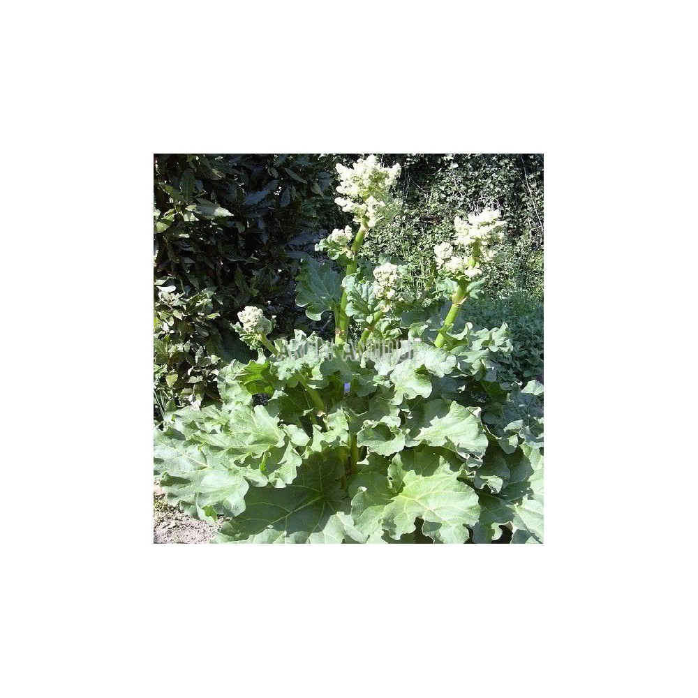 Rhubarbe commune