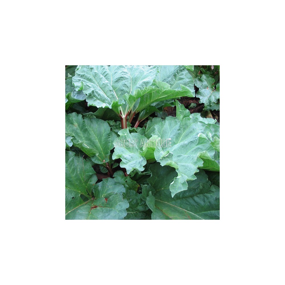 Rhubarbe commune