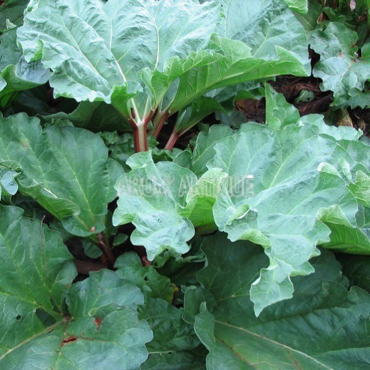 Rhubarbe commune