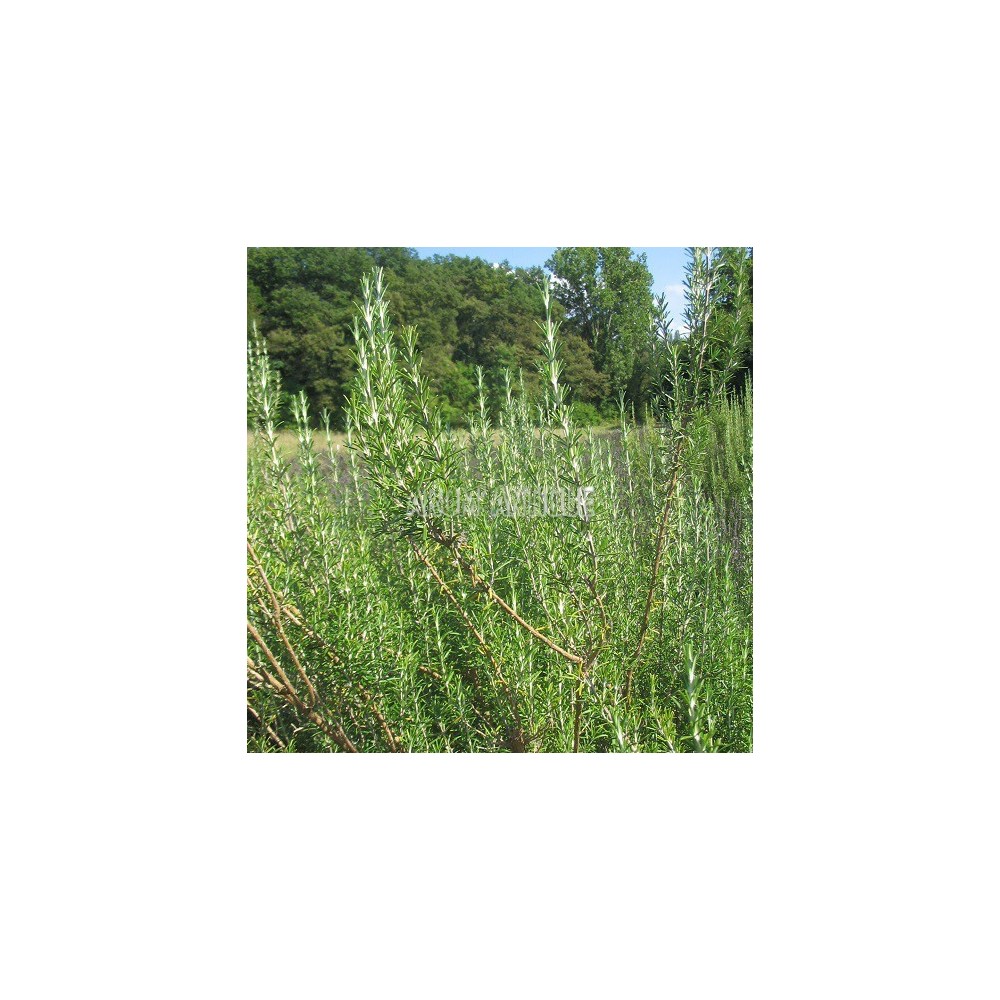 Romarin officinal dans la nature