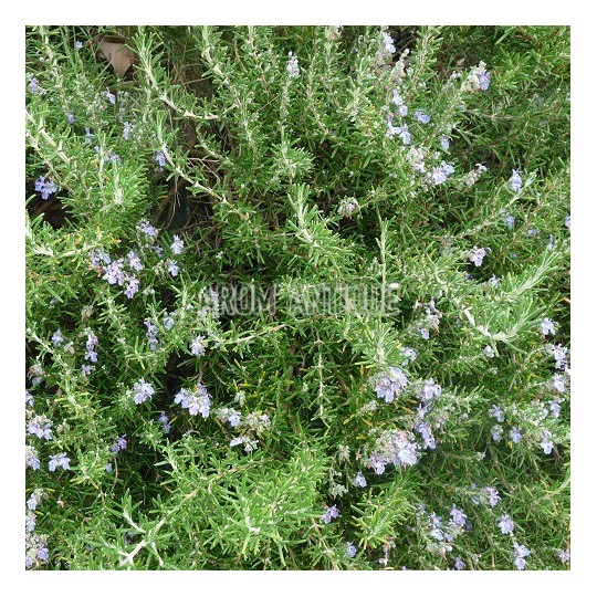romarin corse rampant, feuilles et fleurs