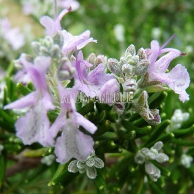 Romarin rose en fleurs 2