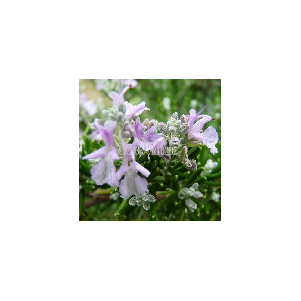 Romarin rose, fleurs en gros plan.