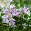 Romarin à fleurs roses, Rosmarinus officinalis 'Majorca Pink'.