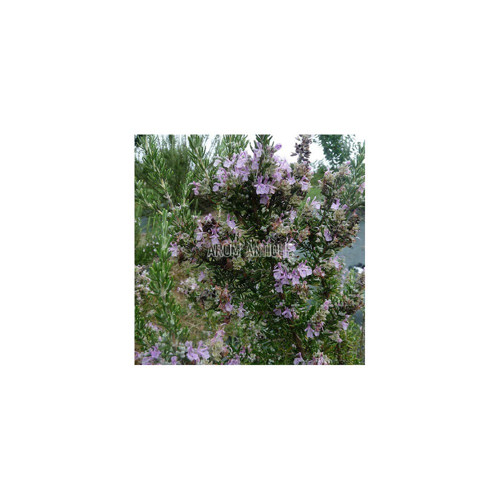 Romarin rose, fleurs et feuilles
