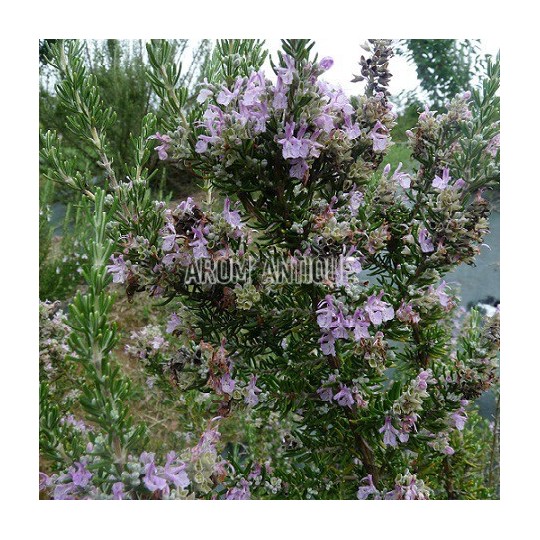Romarin rose, fleurs et feuilles