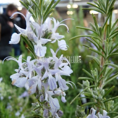Romarin 'Mrs Jessopp's Upright' en fleurs 2