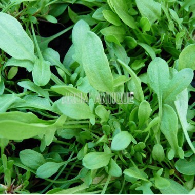 Petite oseille 2