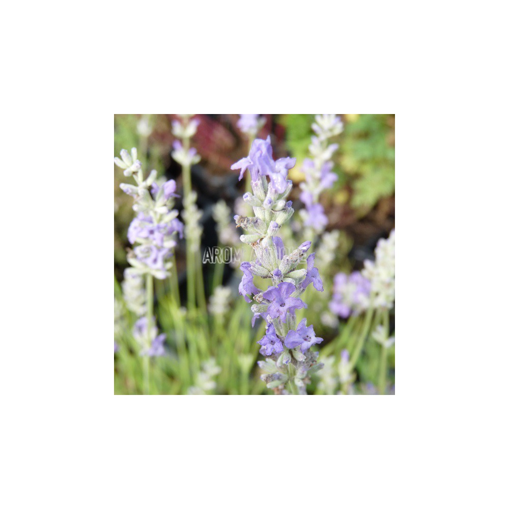 Lavande 'Twickle Purple'