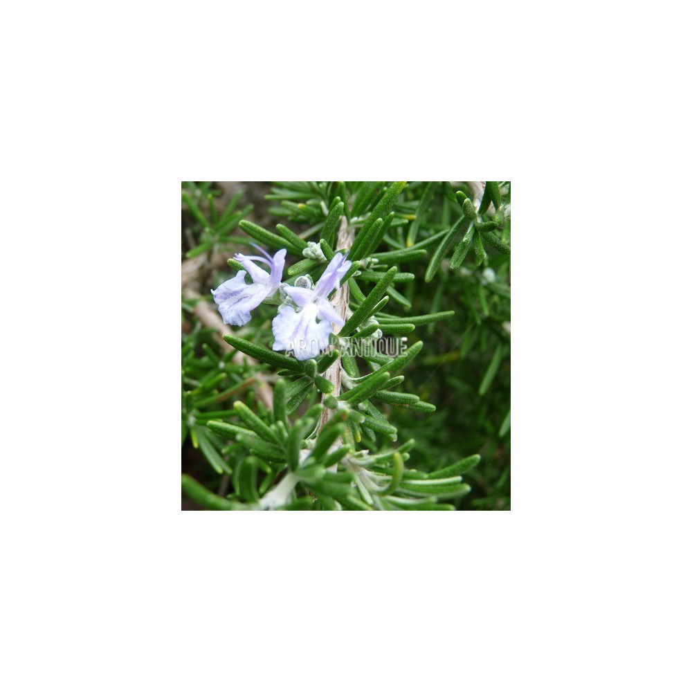 Romarin Pointe du Raz en fleurs