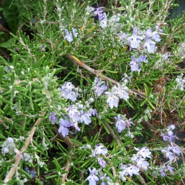 Romarin 'Sissinghurst Blue' en fleurs 2