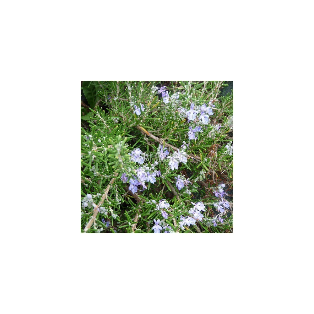 Romarin 'Sissinghurst Blue', fleurs et feuilles.