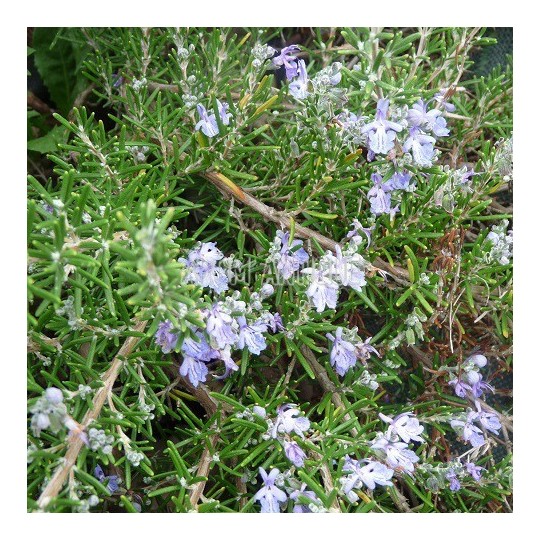 Romarin 'Sissinghurst Blue', fleurs et feuilles.