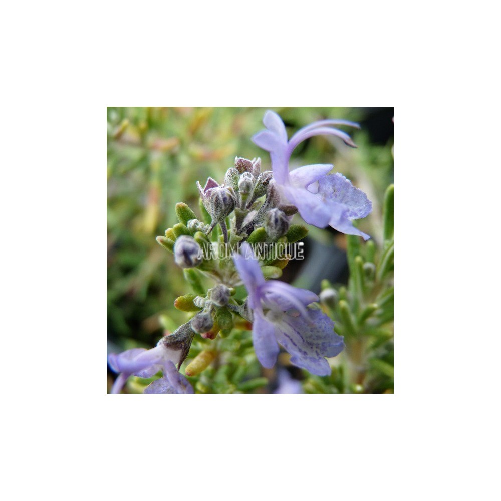 Romarin 'Sissinghurst Blue' en fleurs