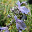 Romarin 'Sissinghurst Blue' en fleurs