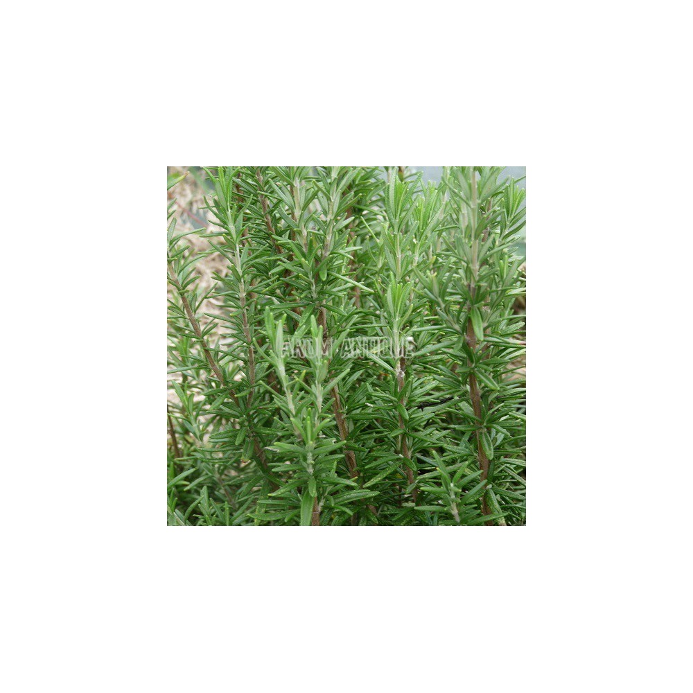 Romarin 'Tuscan Blue' en feuilles.