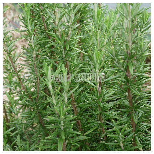 Romarin 'Tuscan Blue' en feuilles.