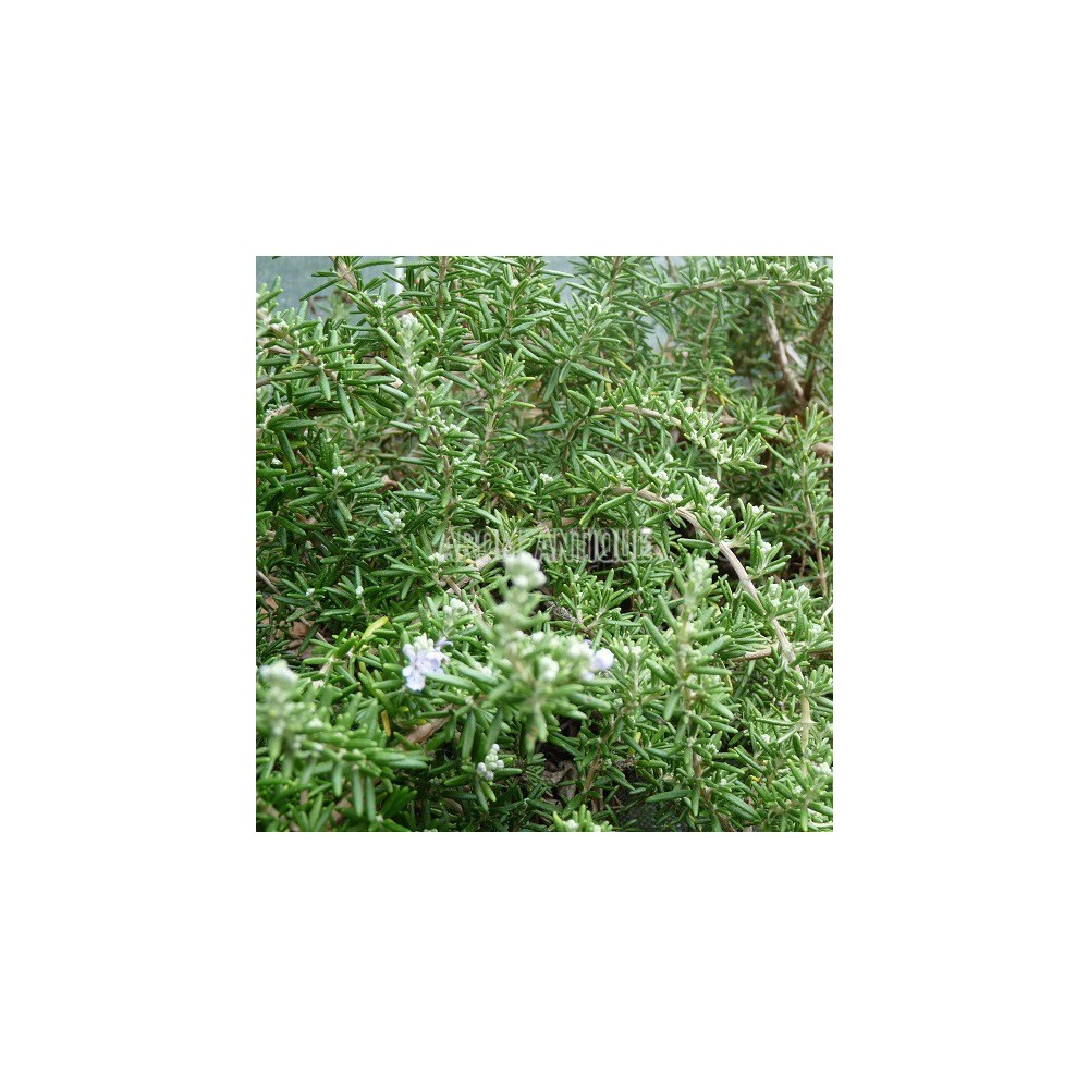 Romarin lavande, fleurs et feuilles.