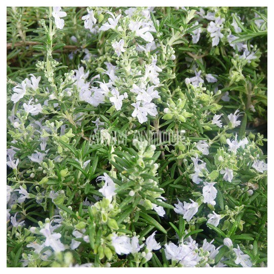 Romarin lavande en fleurs