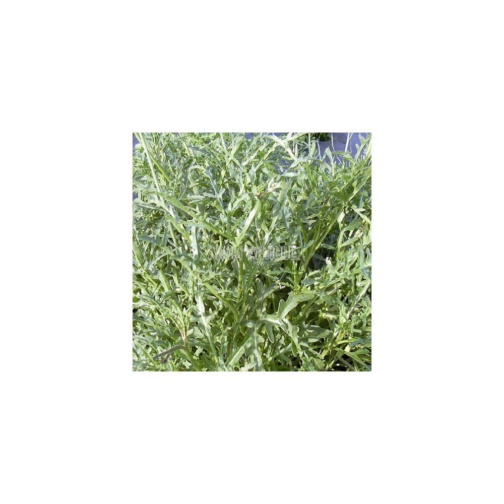 Roquette vivace