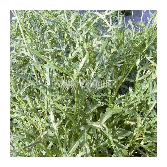Roquette vivace