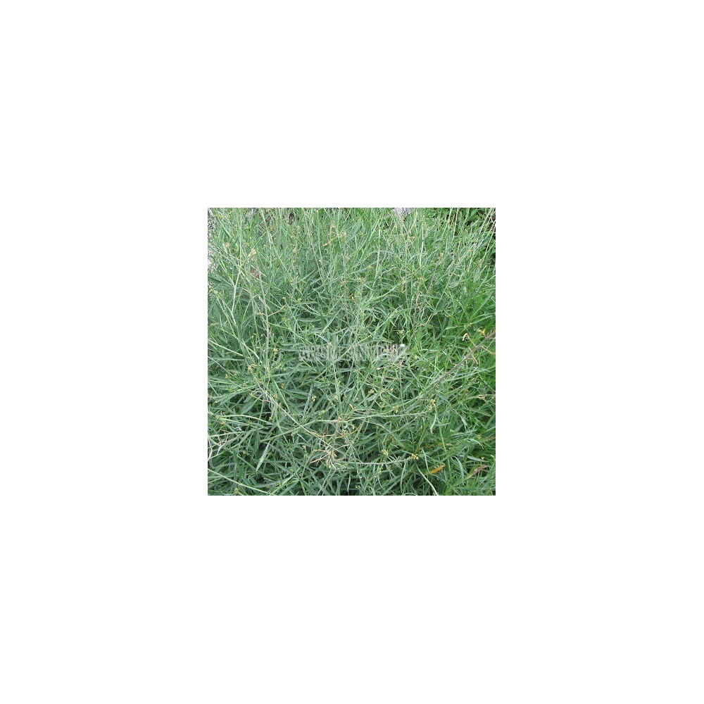 Roquette vivace