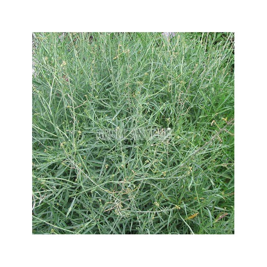 Roquette vivace