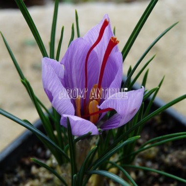 Safran Crocus Sativus Arom Antique 450 Plantes Aromatiques Bio