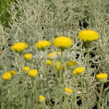 Plantes Aromatiques Commencant Par La Lettre S