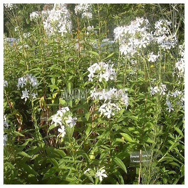 Saponaire officinale 2