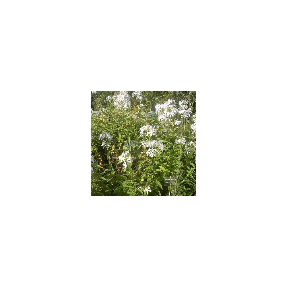 Saponaire officinale