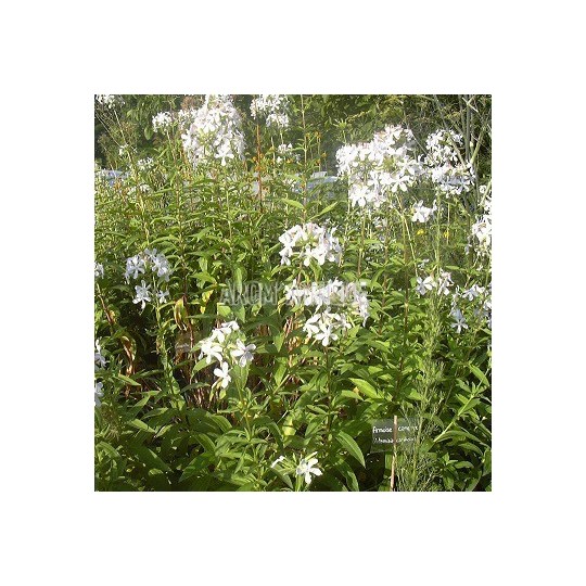Saponaire officinale