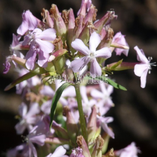 Saponaire officinale