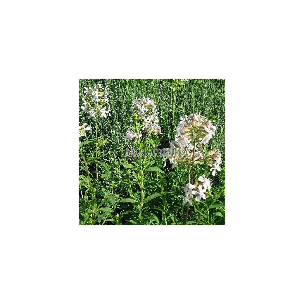 Saponaire officinale