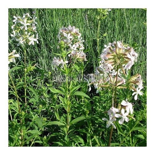Saponaire officinale