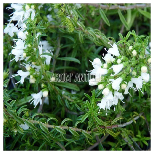 Sarriette rampante en fleurs